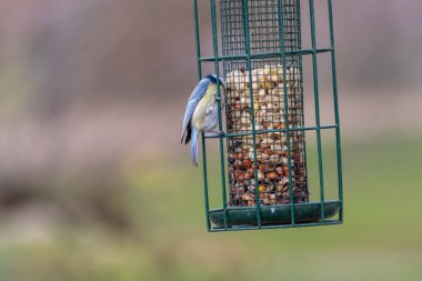 Bird feeder for hungry birds like European blue tit or other songbirds help bird to survive the cold winter with peanuts and seeds for picking and eating in garden and parks and birdwatcher at home