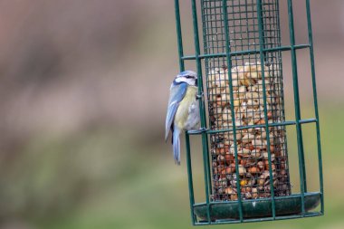 Bird feeder for hungry birds like European blue tit or other songbirds help bird to survive the cold winter with peanuts and seeds for picking and eating in garden and parks and birdwatcher at home