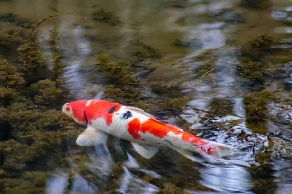 Colorful koi carp in garden pond is an expensive koi fish with orange and red structure as valuable investment of Japan Asian koi lovers for zen garden ponds and relaxation with Japanese luxury carp