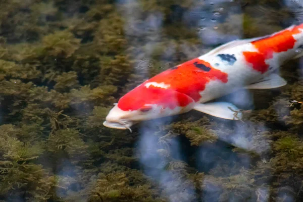 Colorful koi carp in garden pond is an expensive koi fish with orange and red structure as valuable investment of Japan Asian koi lovers for zen garden ponds and relaxation with Japanese luxury carp