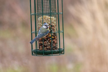 Bird feeder for hungry birds like European blue tit or other songbirds help bird to survive the cold winter with peanuts and seeds for picking and eating in garden and parks and birdwatcher at home 