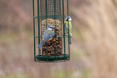 Bird feeder for hungry birds like European blue tit or other songbirds help bird to survive the cold winter with peanuts and seeds for picking and eating in garden and parks and birdwatcher at home 