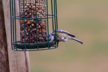 Bird feeder for hungry birds like European blue tit or other songbirds help bird to survive the cold winter with peanuts and seeds for picking and eating in garden and parks and birdwatcher at home 