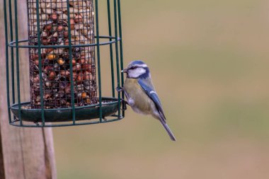 Bird feeder for hungry birds like European blue tit or other songbirds help bird to survive the cold winter with peanuts and seeds for picking and eating in garden and parks and birdwatcher at home 
