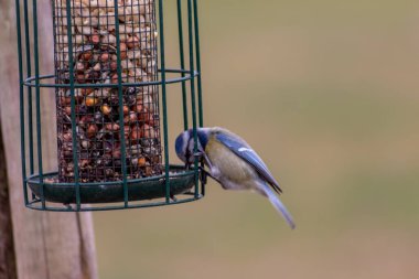 Bird feeder for hungry birds like European blue tit or other songbirds help bird to survive the cold winter with peanuts and seeds for picking and eating in garden and parks and birdwatcher at home 