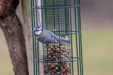 Bird feeder for hungry birds like European blue tit or other songbirds help bird to survive the cold winter with peanuts and seeds for picking and eating in garden and parks and birdwatcher at home 