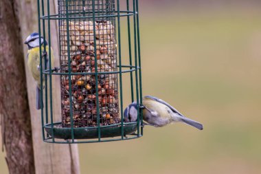 Bird feeder for hungry birds like European blue tit or other songbirds help bird to survive the cold winter with peanuts and seeds for picking and eating in garden and parks and birdwatcher at home 