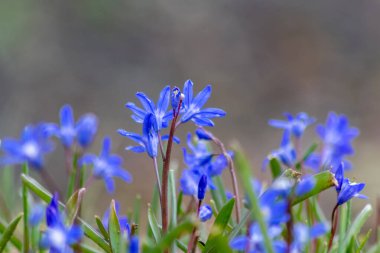 Endymion olmayan ahşap çiçek, çiçek açan mavi ve menekşe renginde, bahar mevsiminin, İngiltere ve İngiltere 'nin doğal ortamlarındaki BlueBell çiçekleri gibi tam bir darbe aldığını gösteriyor.