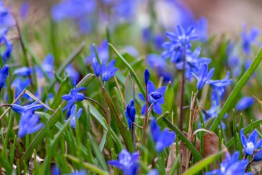 Endymion olmayan ahşap çiçek, çiçek açan mavi ve menekşe renginde, bahar mevsiminin, İngiltere ve İngiltere 'nin doğal ortamlarındaki BlueBell çiçekleri gibi tam bir darbe aldığını gösteriyor.