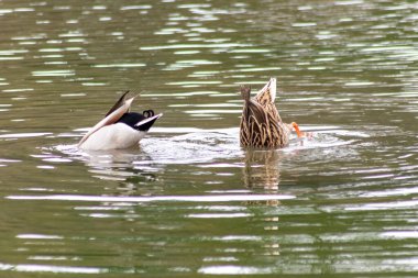 Turuncu ayaklı yiyecek bulmak için göle dalan yaban ördeği çifti, erkek ve dişi yaban ördeği çifti olarak bir bahçe havuzunda yiyecek aramak için yukarı çıkar.