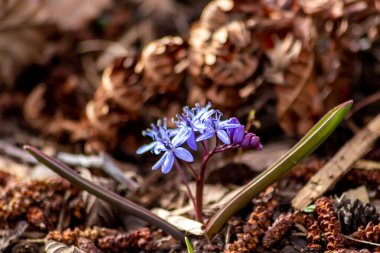 Endymion olmayan ahşap çiçek, çiçek açan mavi ve menekşe renginde, bahar mevsiminin, İngiltere ve İngiltere 'nin doğal ortamlarındaki BlueBell çiçekleri gibi tam bir darbe aldığını gösteriyor.
