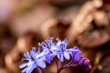 Endymion olmayan ahşap çiçek, çiçek açan mavi ve menekşe renginde, bahar mevsiminin, İngiltere ve İngiltere 'nin doğal ortamlarındaki BlueBell çiçekleri gibi tam bir darbe aldığını gösteriyor.