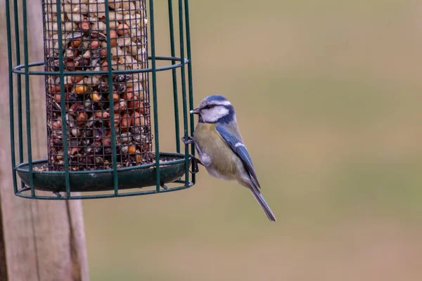 Bird feeder for hungry birds like European blue tit or other songbirds help bird to survive the cold winter with peanuts and seeds for picking and eating in garden and parks and birdwatcher at home 