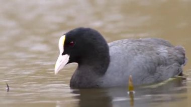 Beyaz gagalı tek bir siyah yaban ördeği Avrasya fülika gülü düşük açılı bir gölde yüzüyor. Bahar mevsiminde su altında alga ve diğer su bitkileri gibi yiyecek arıyor.