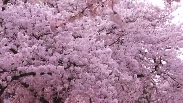 春天的狂风暴雨中 樱桃树盛开 风起云涌 樱花徐徐绽放 就像日本文化在公园里 田园风光在百花齐放 — 图库视频影像