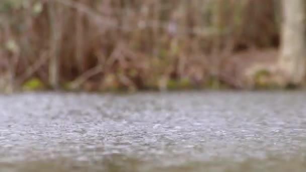 Jeden Černý Kozorožec Bílým Zobákem Eurasian Rallidae Fulica Atra Plavání — Stock video