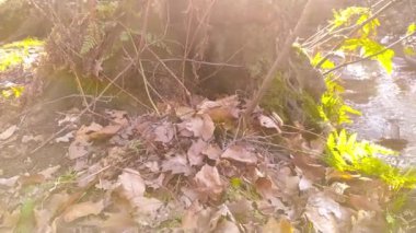 Sakin deredeki küçük dalgalarla birlikte sonbahar ormanı manzarasında yavaş çekimde yüzen sakin bir nehir sağlıklı bir ortamda huzur içinde yürüyüş turizmi için dinlendirici bir gezi gibi.