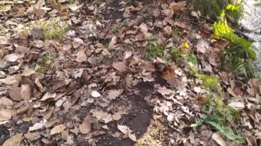Sakin deredeki küçük dalgalarla birlikte sonbahar ormanı manzarasında yavaş çekimde yüzen sakin bir nehir sağlıklı bir ortamda huzur içinde yürüyüş turizmi için dinlendirici bir gezi gibi.