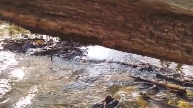 Idyllic küçük nehri, sakin deredeki küçük dalgalarla sonbahar ormanı manzarasında ağır çekimde yüzüyor. Sağlıklı bir ortamda huzur içinde turizm için yürüyüş turu yapıyor.