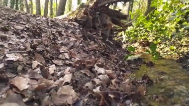 Sakin deredeki küçük dalgalarla birlikte sonbahar ormanı manzarasında yavaş çekimde yüzen sakin bir nehir sağlıklı bir ortamda huzur içinde yürüyüş turizmi için dinlendirici bir gezi gibi.