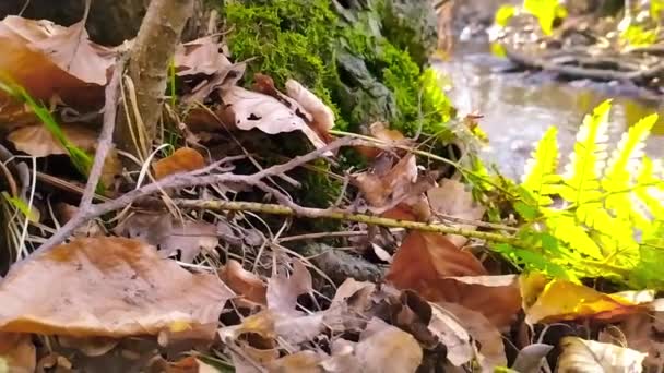 Идиллическая Маленькая Плывущая Речка Замедленном Движении Через Осенний Лесной Пейзаж — стоковое видео