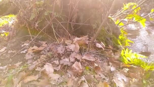 Pequeño Río Flotante Idílico Cámara Lenta Través Paisaje Forestal Otoñal — Vídeo de stock