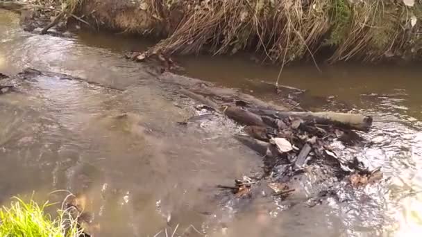 Idyllisk Liten Flytande Flod Slow Motion Genom Höst Skogslandskap Med — Stockvideo