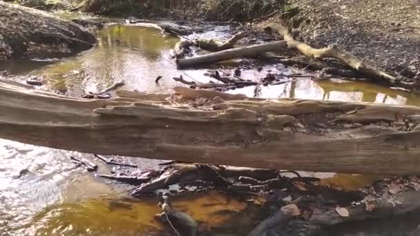 Idyllisk Liten Flytande Flod Slow Motion Genom Höst Skogslandskap Med — Stockvideo