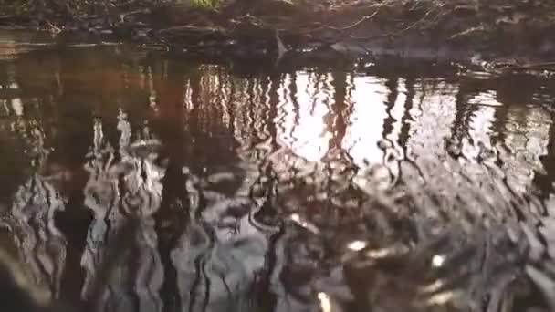 Pequeño Río Idílico Flotando Cámara Lenta Través Paisaje Forestal Otoñal — Vídeo de stock