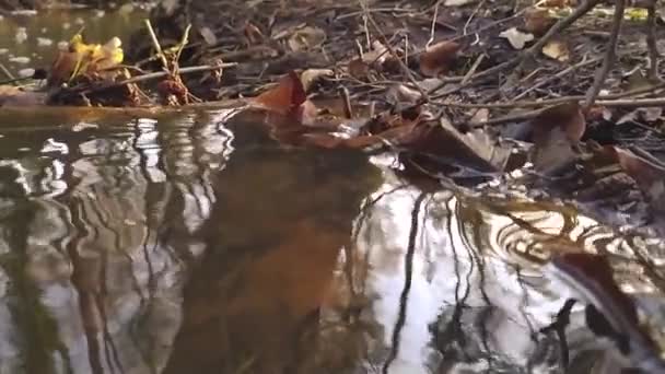 Idyllisk Lille Flod Flyder Slowmotion Gennem Efterårsskov Landskab Med Små – Stock-video