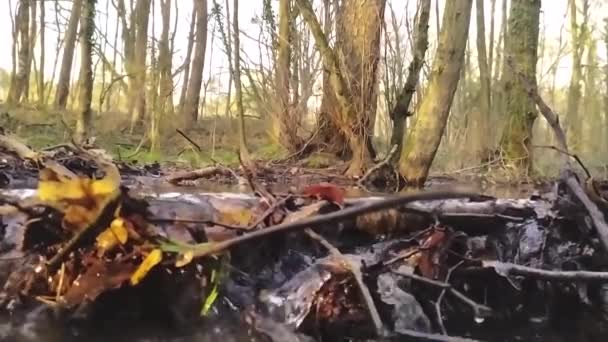 Pequeño Río Idílico Flotando Cámara Lenta Través Paisaje Forestal Otoñal — Vídeos de Stock