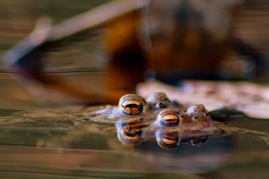 Çiftleşen kurbağa çiftleri, makro yakın çekim görüntüsünde, üreme sırasında avrupalı amfibyumlar gibi, yaban hayatı göllerinde büyük gözleri olan ve çiftleşen çiftler olarak görülür.