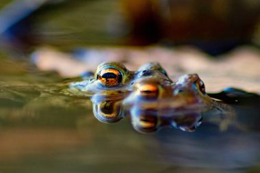 Çiftleşen kurbağa çiftleri, makro yakın çekim görüntüsünde, üreme sırasında avrupalı amfibyumlar gibi, yaban hayatı göllerinde büyük gözleri olan ve çiftleşen çiftler olarak görülür.