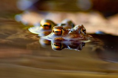 Çiftleşen kurbağa çiftleri, makro yakın çekim görüntüsünde, üreme sırasında avrupalı amfibyumlar gibi, yaban hayatı göllerinde büyük gözleri olan ve çiftleşen çiftler olarak görülür.