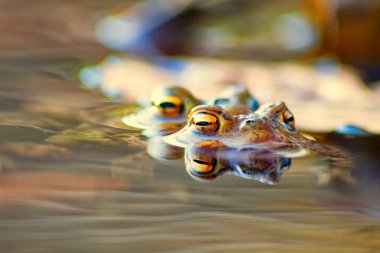 Çiftleşen kurbağa çiftleri, makro yakın çekim görüntüsünde, üreme sırasında avrupalı amfibyumlar gibi, yaban hayatı göllerinde büyük gözleri olan ve çiftleşen çiftler olarak görülür.