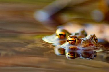 Çiftleşen kurbağa çiftleri, makro yakın çekim görüntüsünde, üreme sırasında avrupalı amfibyumlar gibi, yaban hayatı göllerinde büyük gözleri olan ve çiftleşen çiftler olarak görülür.