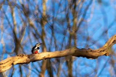 Kırmızı tüyleri ve benekli tüyleriyle büyük benekli ağaçkakan ormandaki bir dalda oturmuş böcekleri ararken kopya alanı olan kuşları ve bulanık bir geçmişi olan sağlıklı bir çevreyi seçiyor.
