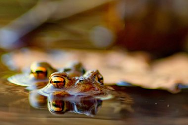 Çiftleşen kurbağa çiftleri, makro yakın çekim görüntüsünde, üreme sırasında avrupalı amfibyumlar gibi, yaban hayatı göllerinde büyük gözleri olan ve çiftleşen çiftler olarak görülür.