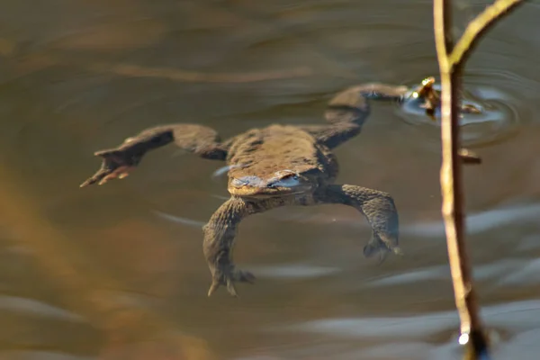 Grand Crapaud Brun Grenouille Brune Échauffant Soleil Tant Amphibien Animal — Photo