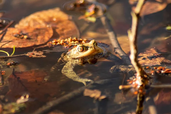 大きな茶色のヒキガエルや茶色のカエルは 湖や池の水泳や野生の水生生物としてのダイビングでクローキングビオトープでカモフラージュと湿地で両生類や水生動物として太陽の下で温暖化 — ストック写真