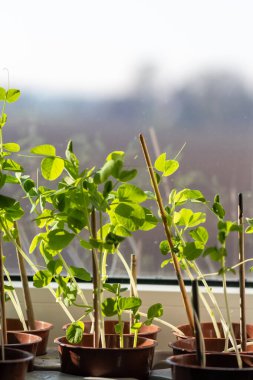 Pencere kenarındaki bahçedeki organik otlar doğal yetişmiş otlar ve organik domates bitkileri ev sebzesi olarak kullanılıyor ve mutfak için küçük yeşil bir teneke ile sulanan az miktarda tarım yapılıyor.