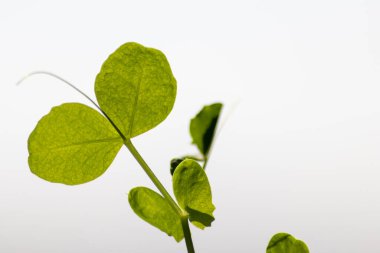 Pencere kenarındaki bahçedeki organik otlar doğal yetişmiş otlar ve organik domates bitkileri ev sebzesi olarak kullanılıyor ve mutfak için küçük yeşil bir teneke ile sulanan az miktarda tarım yapılıyor.