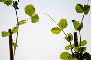 Pencere kenarındaki bahçedeki organik otlar doğal yetişmiş otlar ve organik domates bitkileri ev sebzesi olarak kullanılıyor ve mutfak için küçük yeşil bir teneke ile sulanan az miktarda tarım yapılıyor.