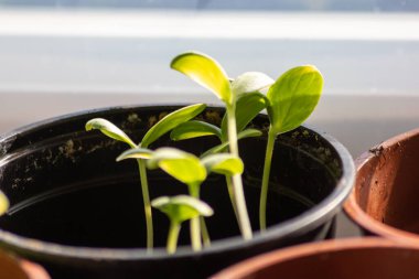 Pencere kenarındaki bahçedeki organik otlar doğal yetişmiş otlar ve organik domates bitkileri ev sebzesi olarak kullanılıyor ve mutfak için küçük yeşil bir teneke ile sulanan az miktarda tarım yapılıyor.