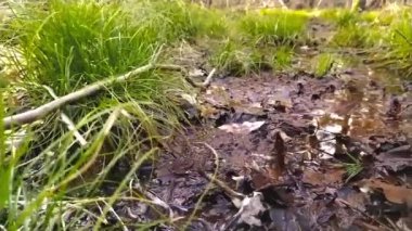 Vahşi bataklık manzarası, bataklık ve bataklık kırlarında, dinlenmek ve meditasyon yapmak için yürüyüş ve yürüyüş için huzurlu bir vahşi doğa olarak bir orman deresindeki bataklık bataklığında ağır çekimde.