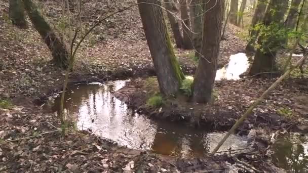 Idyllic Little Floating River Slow Motion Autumn Forest Scenery Little — Stock Video