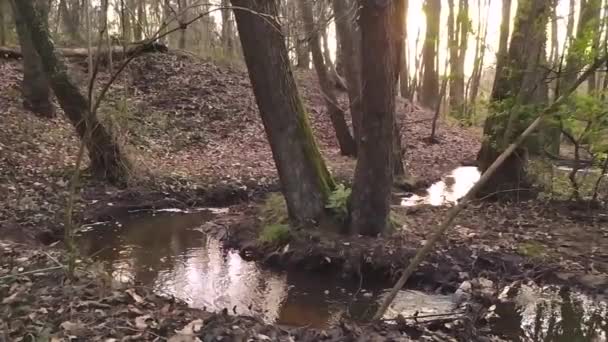 Идиллическая Маленькая Плывущая Речка Замедленном Движении Через Осенний Лесной Пейзаж — стоковое видео