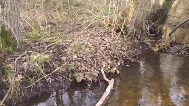 Pequeño Río Flotante Idílico Cámara Lenta Través Paisaje Forestal Otoñal — Vídeo de stock