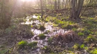 Vahşi bataklık manzarası, bataklık ve bataklık kırlarında, dinlenmek ve meditasyon yapmak için yürüyüş ve yürüyüş için huzurlu bir vahşi doğa olarak bir orman deresindeki bataklık bataklığında ağır çekimde.