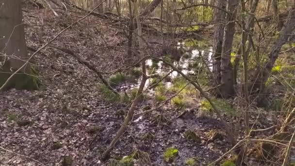 Idylické Blata Scenérie Zpomaleném Filmu Bažinou Lesního Potoka Jako Klidné — Stock video